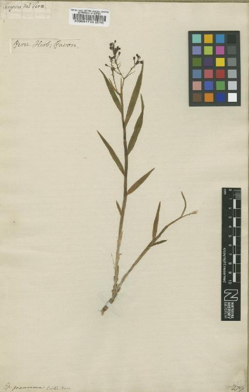 Epidendrum gramineum Lindl. - BM000091736