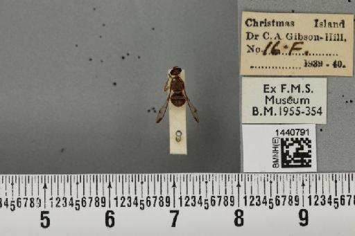 Bactrocera (Javadacus) cucurbitae (Coquillett, 1899) - BMNHE_1440791_35831