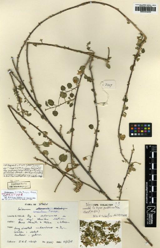 Solanum cordatum Forssk. - BM000942294