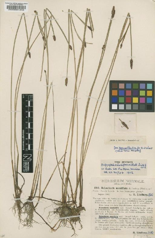 Eleocharis mamillata (H.Lindb.) H.Lindb. - BM000550261