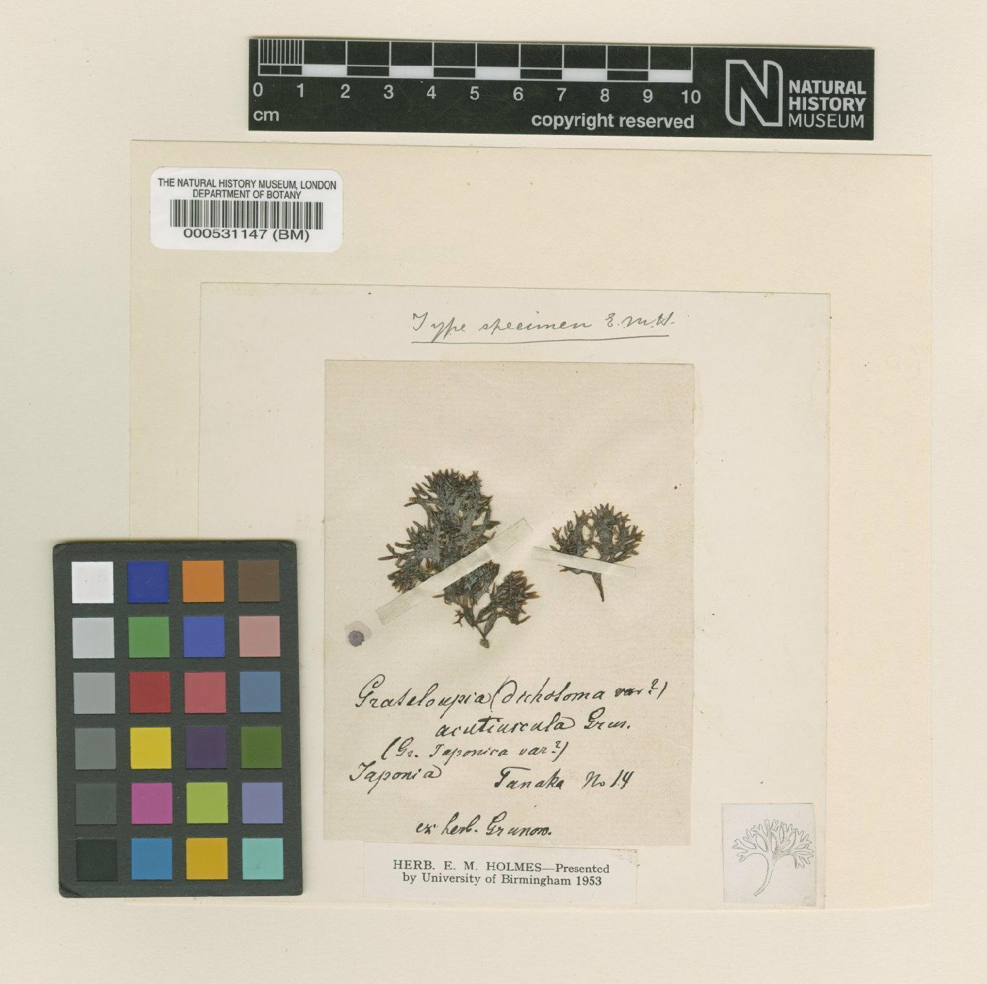 To NHMUK collection (Grateloupia acutiuscula Grunow; Type; NHMUK:ecatalogue:4857616)