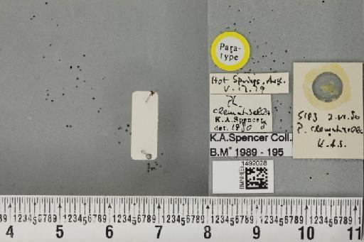 Phytomyza clematisella Spencer, 1986 - BMNHE_1492028_53728