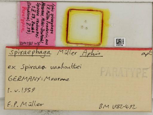 Aphis (Medoralis) spiraephaga Muller, 1961 - 014227590_112530_1093089_157717_Type