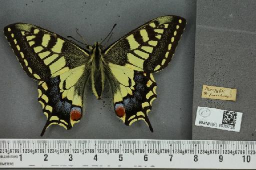 Papilio machaon britannicus ab. pupillata Caruel, 1951 - BMNHE_1079253_64154