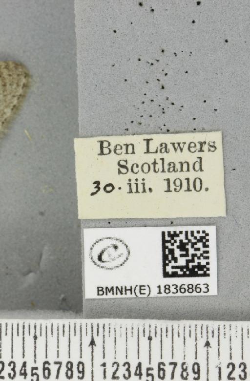 Trichopteryx carpinata (Borkhausen, 1794) - BMNHE_1836863_label_409623