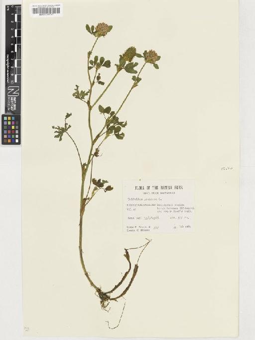 Trifolium pratense L. - BM001036747
