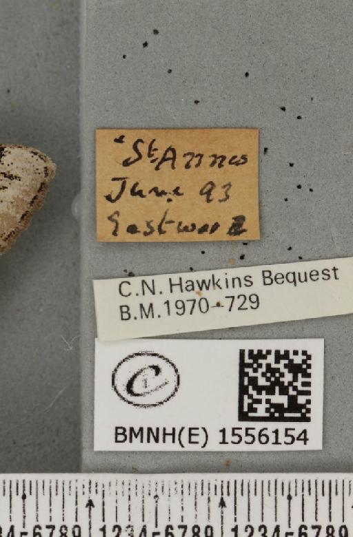 Dicallomera fascelina (Linnaeus, 1758) - BMNHE_1556154_label_255889