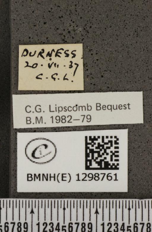 Polyommatus icarus icarus ab. obsoleta Gillmer, 1908 - BMNHE_1298761_label_149316