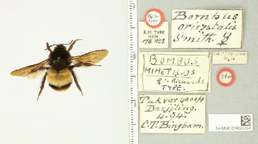 Bombus mimeticus Richards, 1931 - 014025324_835021_1625095-