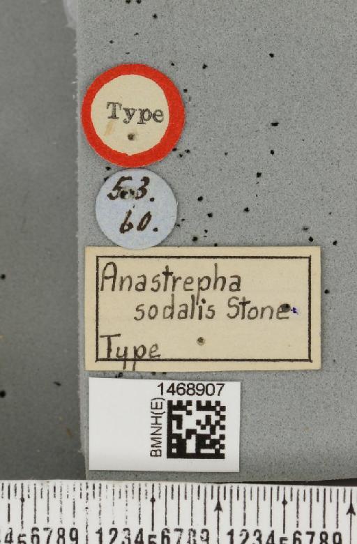 Anastrepha sodalis Stone, 1942 - BMNHE_1468907_a_label_41471