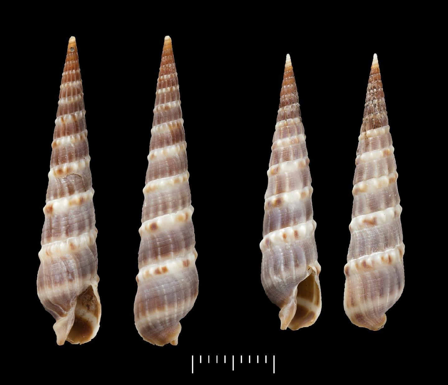 To NHMUK collection (Myurella albocincta (Carpenter, 1857); SYNTYPE(S); NHMUK:ecatalogue:3508687)