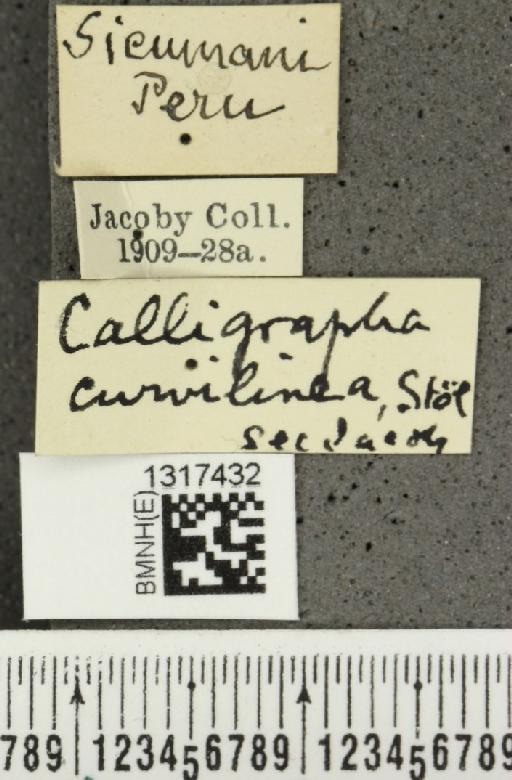 Calligrapha curvilinea Stål, 1859 - BMNHE_1317432_label_16594