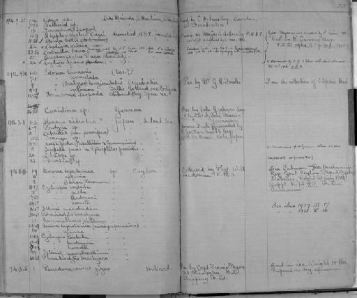 Caprella mutica parvorder Caprellidira Schurin, 1935 - Zoology Accessions Register: Crustacea: 1876 - 1905: page 215