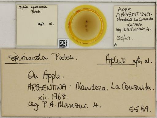 Aphis (Medoralis) spiraecola Patch, 1914 - 014226473_112528_1093088_157679_NoStatus