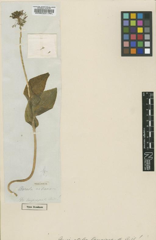 Malaxis longisepala (Ridl.) Kuntze - BM000088220