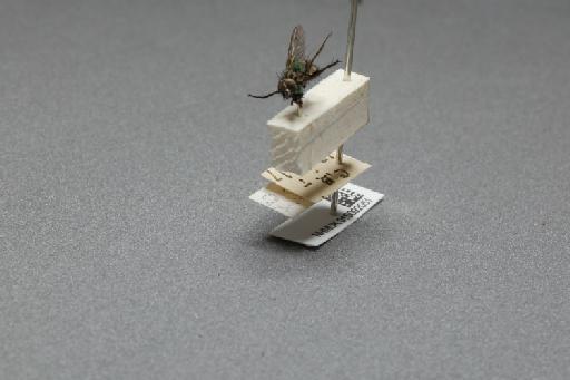 Sarcophaga (Myorhina) nigriventris Meigen, 1826 - 015092051_additional_3