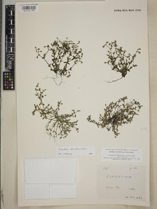 Cerastium semidecandrum L. - BM013411780