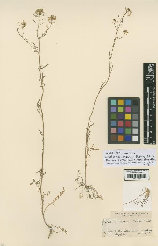 Rorippa aurea (Boiss. & Heldr.) Hub.-Mor. - BM001172158