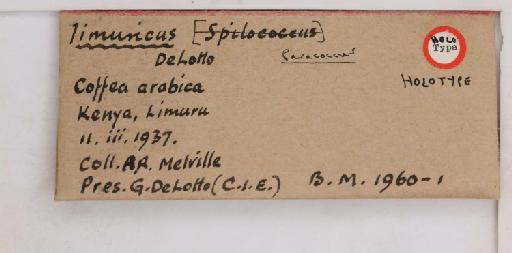 Paracoccus limuricus De Lotto, 1961 - 010715194_additional