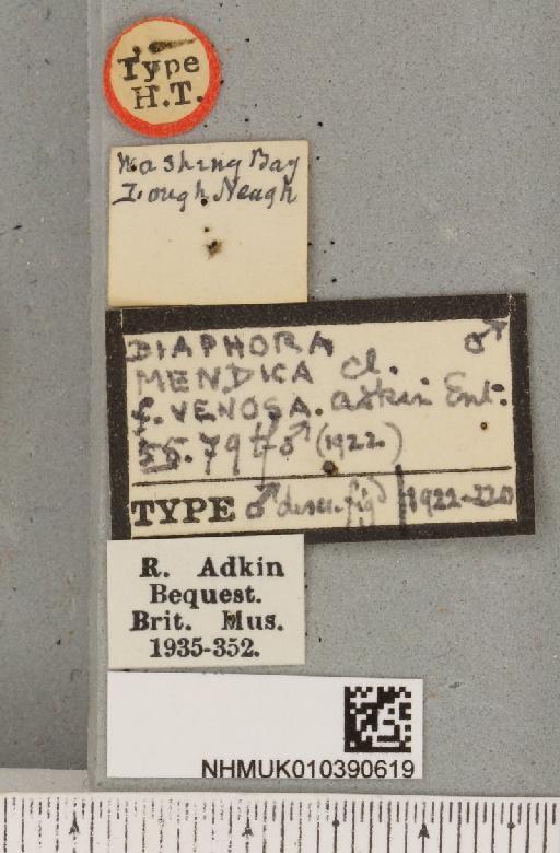 Diaphora mendica Adkin, 1922 - NHMUK_010390619_a_label_516757