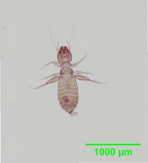 Liposcelis subfuscus Broadhead, 1947 - 010148452__2016_03_16_s3