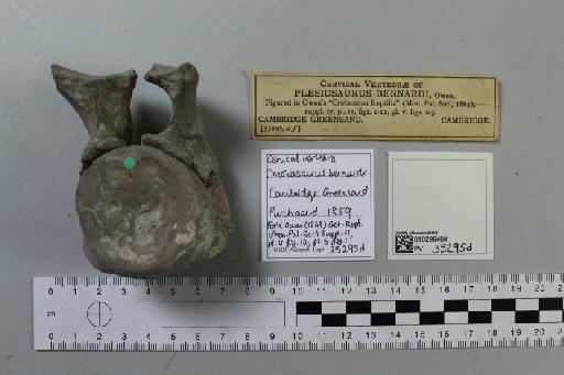Cimoliasaurus bernardi (Owen, 1850) - 010299404_L010221844