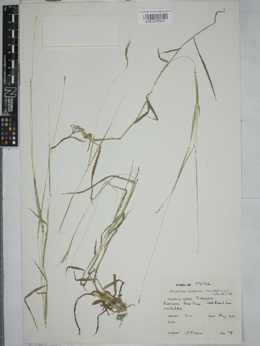 Dichanthium annulatum (Forssk.) Stapf - 012550840