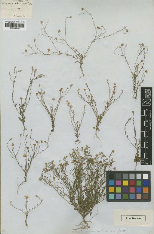 Chaetopappa asteroides (Nutt.) DC. - BM001025444