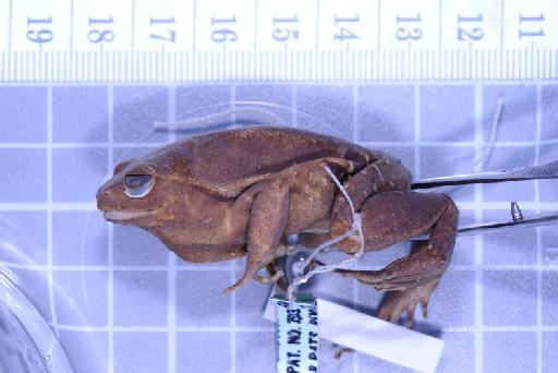 Plethodontohyla ocellata Noble and Parker,  1926 - 1947.2.10.44_Image004
