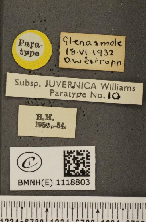 Leptidea sinapis juvernica Williams, 1946 - BMNHE_1118803_label_74008