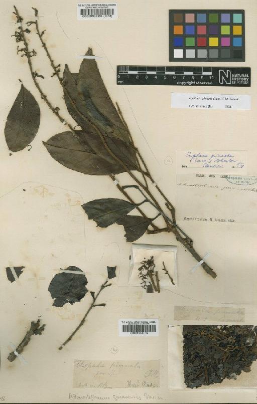 Euplassa pinnata (Lam.) I.M.Johnst. - BM000993174