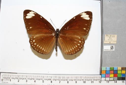 Euploea swainson Felder & Felder, 1865 - NHMUK010429991_1_Euploea_swainson_(Godart, [1824])