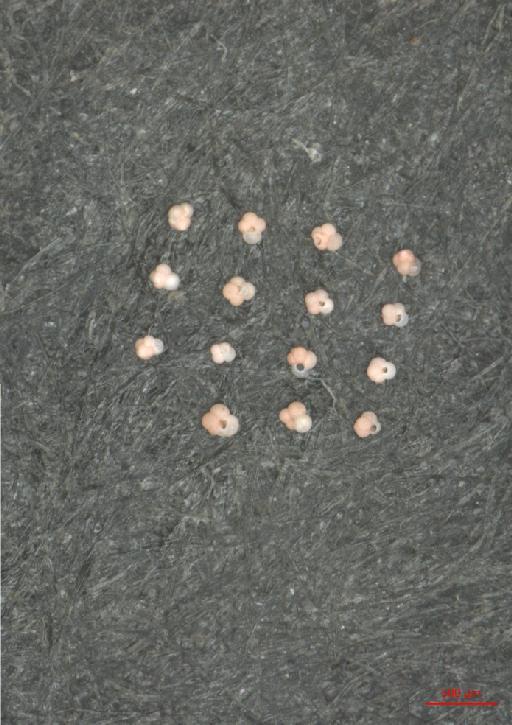 Globoturborotalita rubescens (Hofker, 1956) - ZF6152