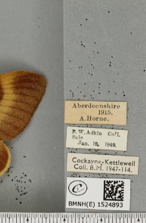 Lasiocampa quercus quercus ab. brunnea-virgata Tutt, 1902 - BMNHE_1524893_label_193686