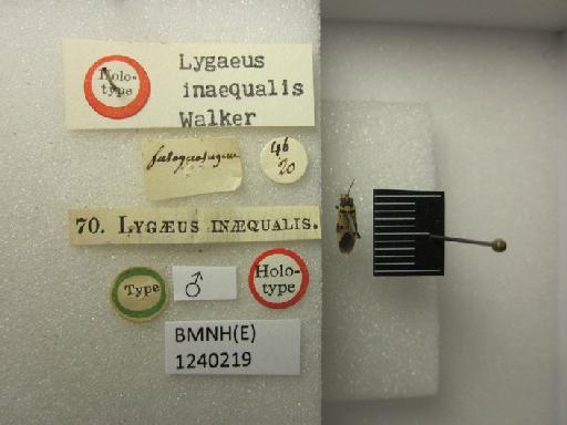 Lygaeus inaequalis Walker, 1872 - Lygaeus inaequalis-BMNH(E)1240219-Holotype male dorsal & labels 2