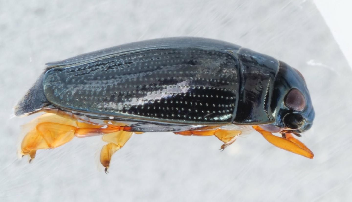 Gyrinus aeratus thumbnail