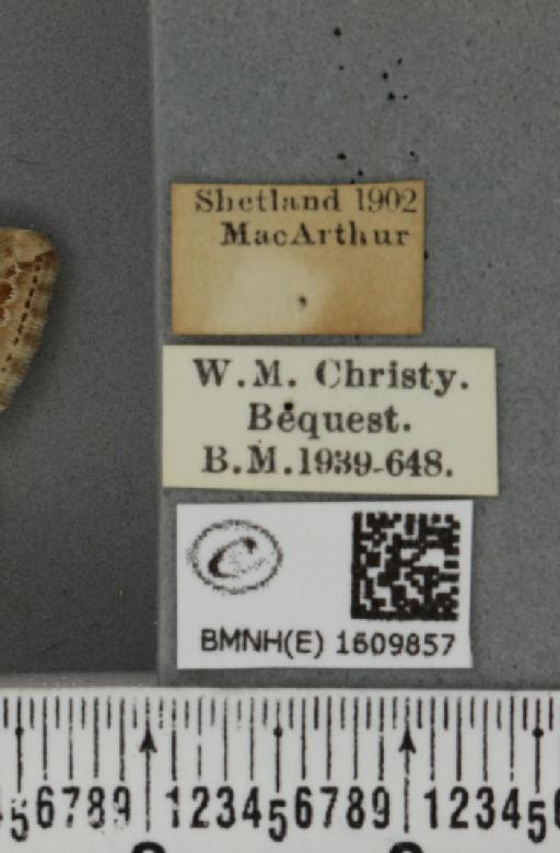 Xanthorhoe montanata shetlandica (Weir, 1880) - BMNHE_1609857_label_312589