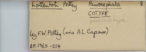 Proteapsylla hottentotti Pettey, 1933 - 013484846_additional_result