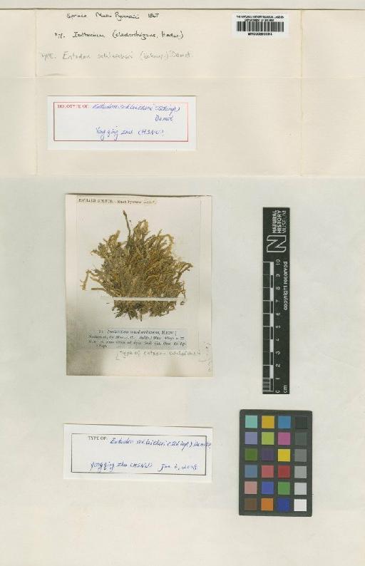 Entodon schleicheri (Schimp.) Demet. - BM000890094