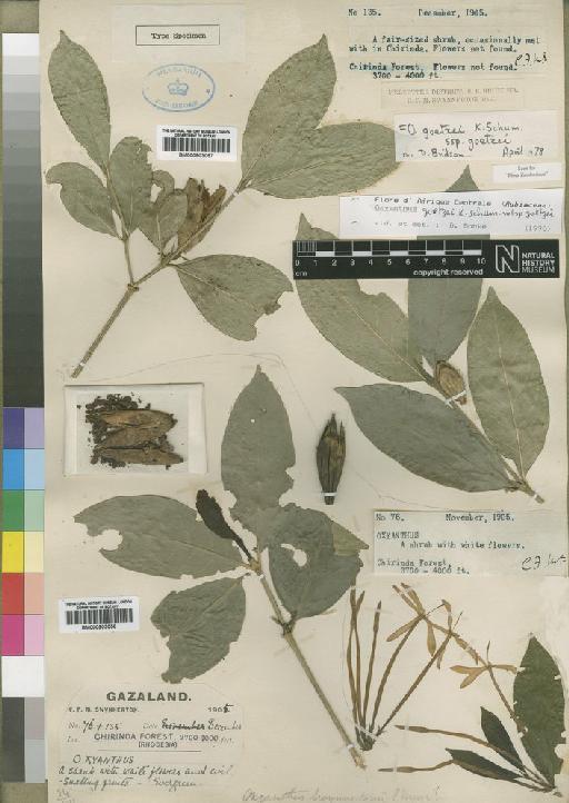 Oxyanthus goetzei subsp. goetzei Schum - BM000903057