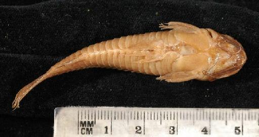 Callichthys pectoralis Boulenger, 1895 - 1895.5.17.57-61c; Callichthys pectoralis; ventral view; ACSI Project image