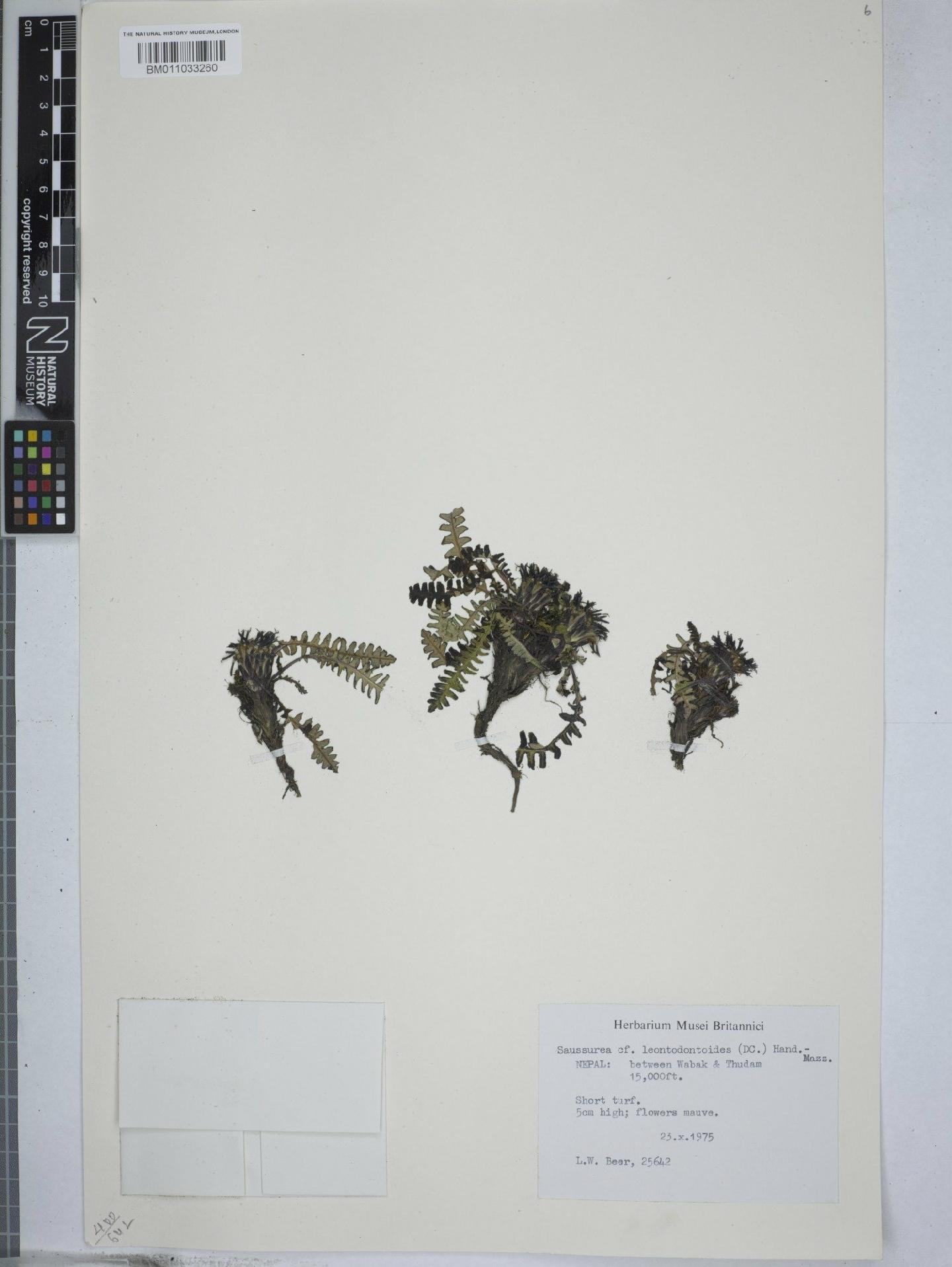To NHMUK collection (Saussurea leontodontoides var. filicifolia (Hook.f.) -Mazz; NHMUK:ecatalogue:9156882)