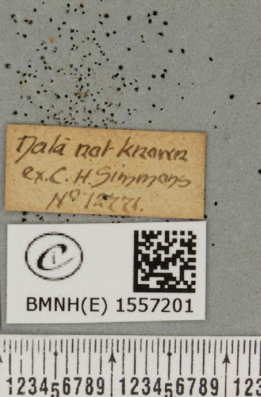 Orgyia antiqua (Linnaeus, 1758) - BMNHE_1557201_label_256672