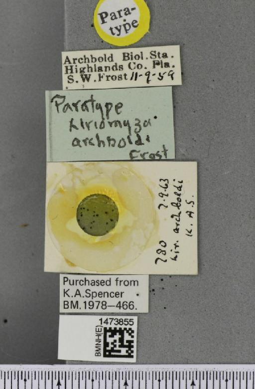 Liriomyza archboldi Frost, 1962 - BMNHE_1473855_label_48986