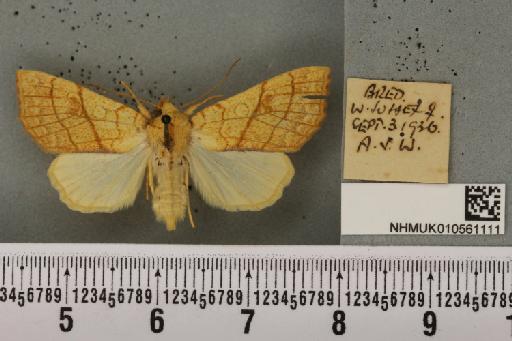 Tiliacea citrago ab. aurantiago Tutt, 1892 - NHMUK_010561111_618652