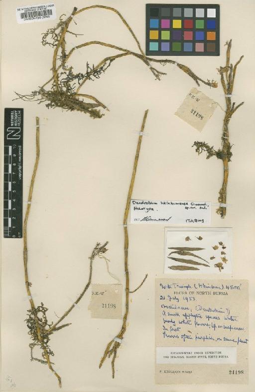 Dendrobium hkinhumense Ormerod - BM000505730