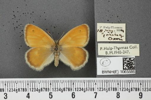 Coenonympha pamphilus (Linnaeus, 1758) - BMNHE_1065695_27051