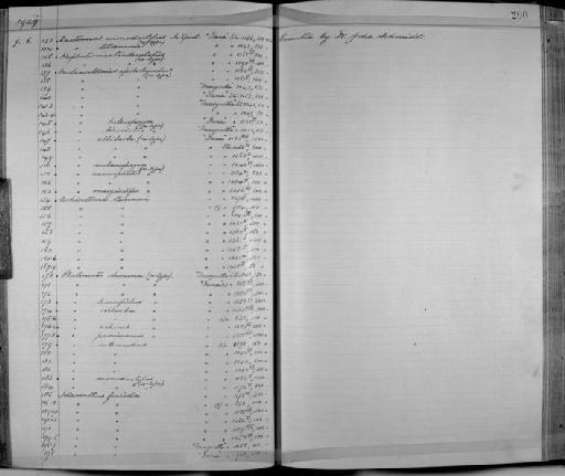 Idiacanthus fasciola Peters, 1877 - Zoology Accessions Register: Fishes: 1912 - 1936: page 200