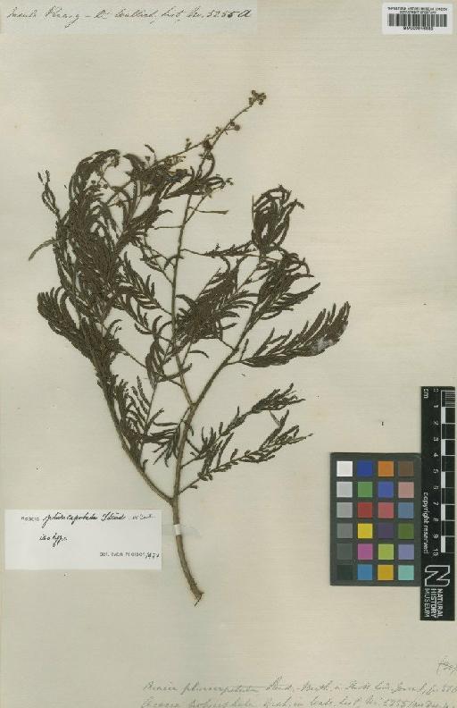 Acacia pluricapitata Steud. - BM000946885