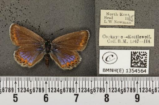 Plebejus argus cretaceus ab. croceocaerulescens Tutt, 1909 - BMNHE_1354564_152785